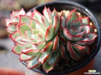 문가드니스 군생 S0426 다육식물