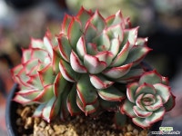 문가드니스 군생 S0426 다육식물