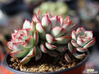 문가드니스 군생 S0426 다육식물