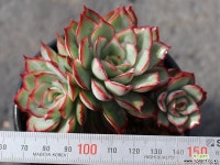 문가드니스 군생 S0426 다육식물