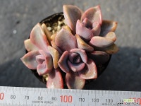 연봉 군생 S0438 다육식물