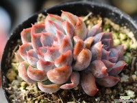 오리온 군생 S0454 다육식물