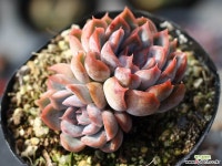 오리온 군생 S0454 다육식물