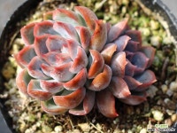 오리온 군생 S0454 다육식물