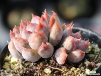 오리온 군생 S0454 다육식물