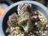 부다템플 S0503 다육식물