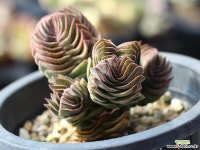 부다템플 S0503 다육식물