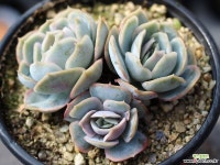 블루서프라이즈 군생 S0468 다육식물