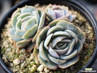 블루서프라이즈 군생 S0468 다육식물