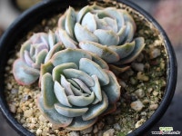 블루서프라이즈 군생 S0468 다육식물