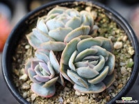 블루서프라이즈 군생 S0468 다육식물