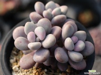 아메치스 자연군생 S0318 다육식물