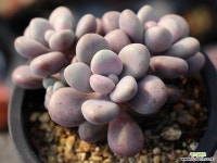 아메치스 자연군생 S0318 다육식물