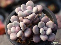 아메치스 자연군생 S0318 다육식물