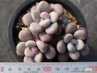 아메치스 자연군생 S0318 다육식물