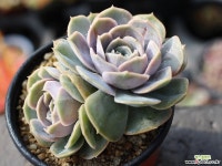 블루서프라이즈 군생 S0469 다육식물