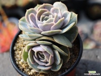 블루서프라이즈 군생 S0469 다육식물