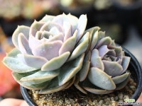 블루서프라이즈 군생 S0469 다육식물