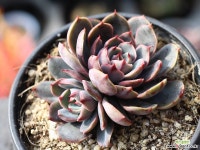 산타루이스 군생 S0490 다육식물