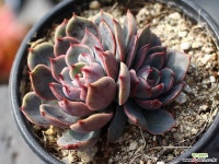 산타루이스 군생 S0490 다육식물