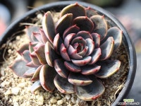 산타루이스 군생 S0490 다육식물