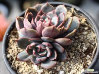 산타루이스 군생 S0490 다육식물