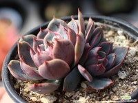 산타루이스 군생 S0490 다육식물