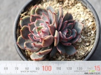 산타루이스 군생 S0490 다육식물