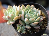 리틀장미 군생 S0531 다육식물