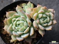 리틀장미 군생 S0531 다육식물