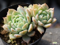 리틀장미 군생 S0531 다육식물