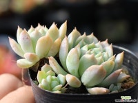 리틀장미 군생 S0531 다육식물