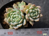 리틀장미 군생 S0531 다육식물