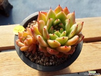 라조야 묵은둥이 다육식물