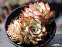 문가드니스 군생 S0428 다육식물