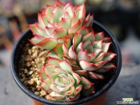 문가드니스 군생 S0428 다육식물