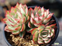 문가드니스 군생 S0428 다육식물