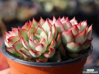 문가드니스 군생 S0428 다육식물