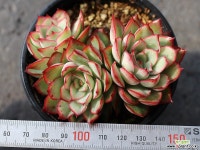 문가드니스 군생 S0428 다육식물