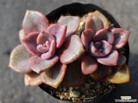 연봉 군생 S0442 다육식물