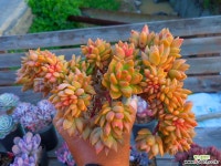 명월철화&생얼군생 1031-2028 다육철화