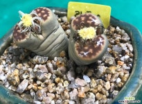 리톱스(l6) 다육식물