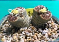 리톱스(l6) 다육식물