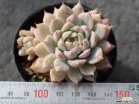 리틀장미 군생 S0532 다육식물