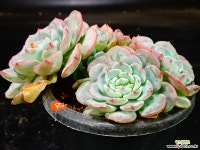 라엔62 다육식물