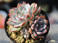 오리온 군생 S0456 다육식물