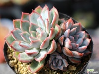 오리온 군생 S0456 다육식물