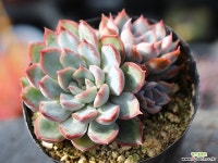 오리온 군생 S0456 다육식물