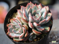 오리온 군생 S0456 다육식물