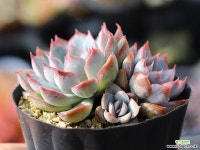 오리온 군생 S0456 다육식물